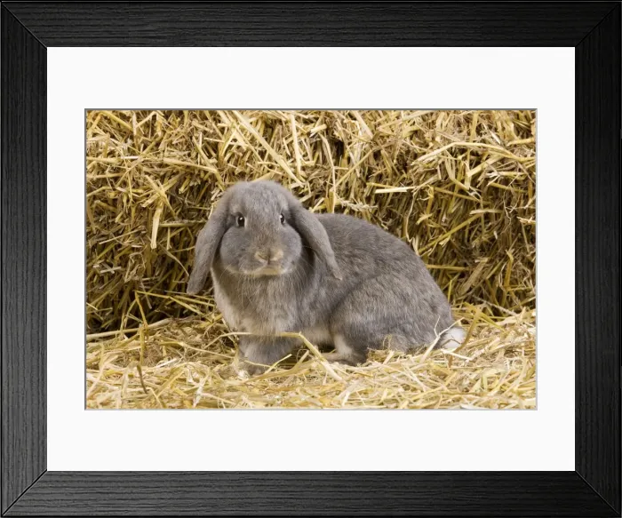 Framed Print : Picture No. 10900115