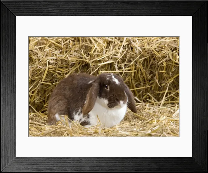 Framed Print : Picture No. 10900121 Framed Print : Picture No. 10900121