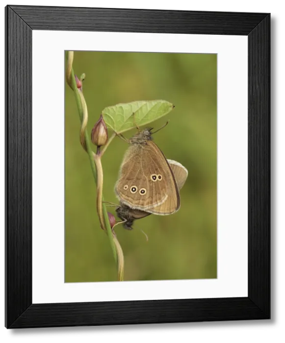 Framed Print : Picture No. 10900347 Framed Print : Picture No. 10900347