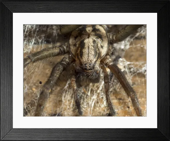 Framed Print : Picture No. 10900307