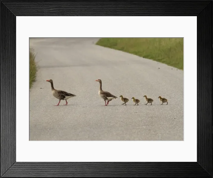 Framed Print : Picture No. 10900203