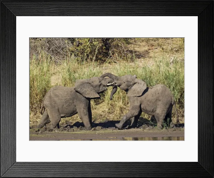Framed Print : Picture No. 10900836 Framed Print : Picture No. 10900836