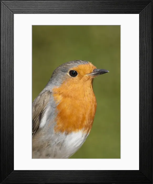 Framed Print : Picture No. 10900313 Framed Print : Picture No. 10900313
