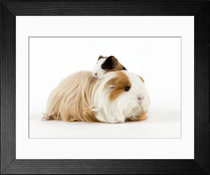 Framed Print : Picture No. 10900169 Framed Print : Picture No. 10900169