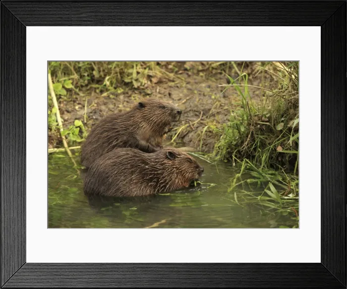 Framed Print : Picture No. 10900185 Framed Print : Picture No. 10900185