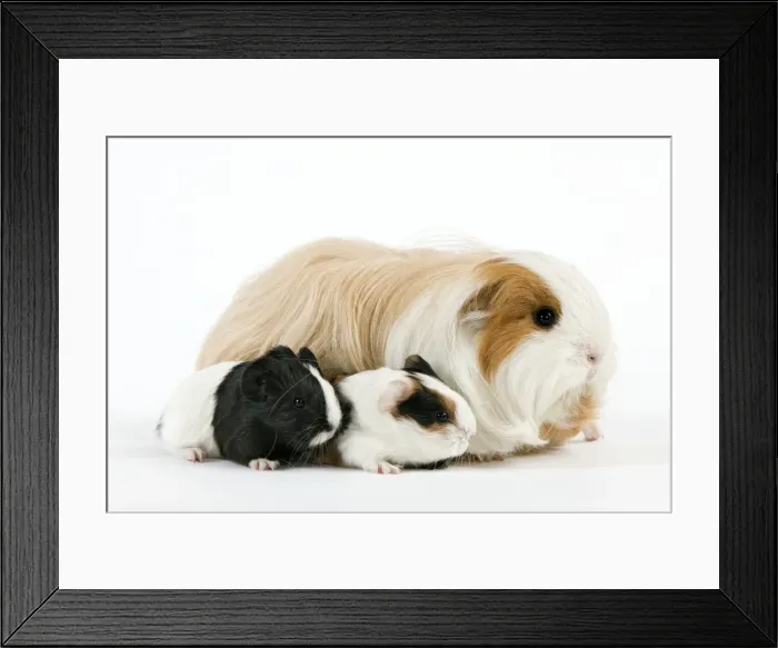 Framed Print : Picture No. 10900171 Framed Print : Picture No. 10900171