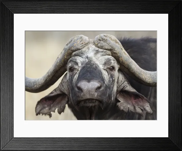 Framed Print : Picture No. 10900826 Framed Print : Picture No. 10900826