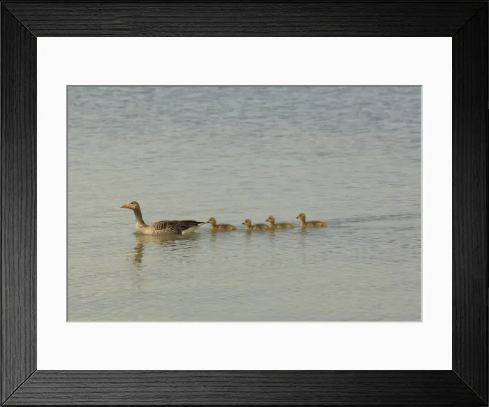 Framed Print : Picture No. 10900208