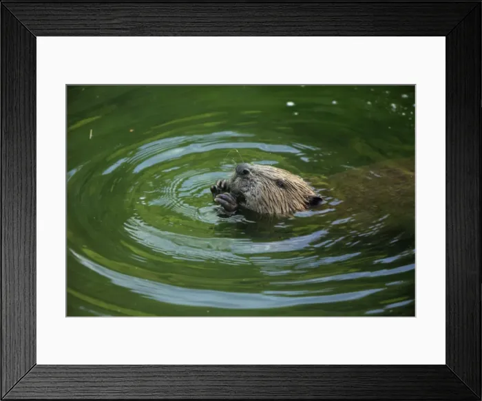 Framed Print : Picture No. 10900191 Framed Print : Picture No. 10900191