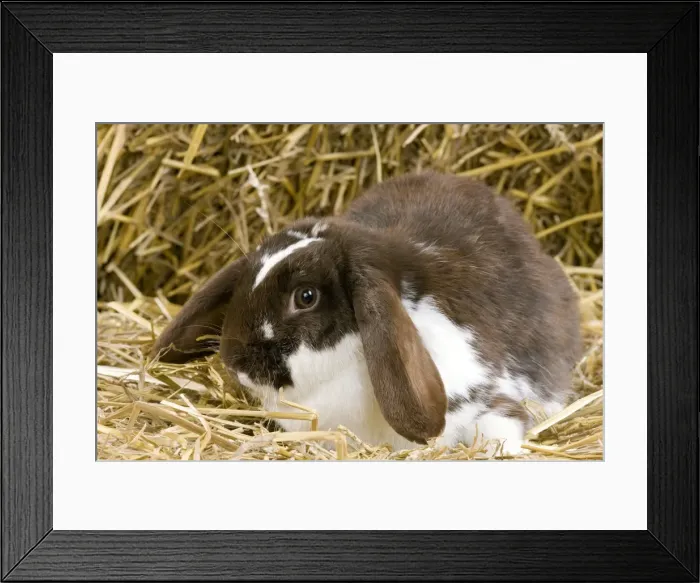 Framed Print : Picture No. 10900118 Framed Print : Picture No. 10900118