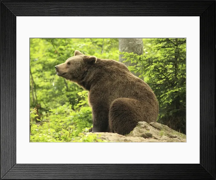 Framed Print : Picture No. 10900178 Framed Print : Picture No. 10900178