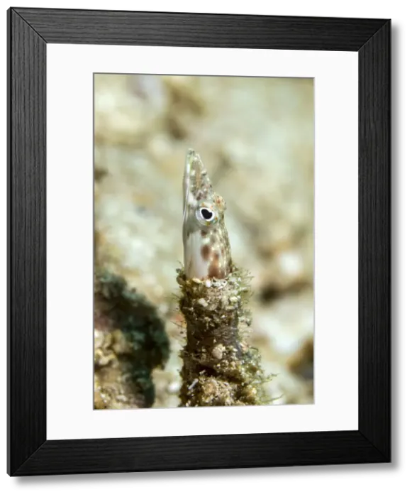 Framed Print : Picture No. 10900418 Framed Print : Picture No. 10900418