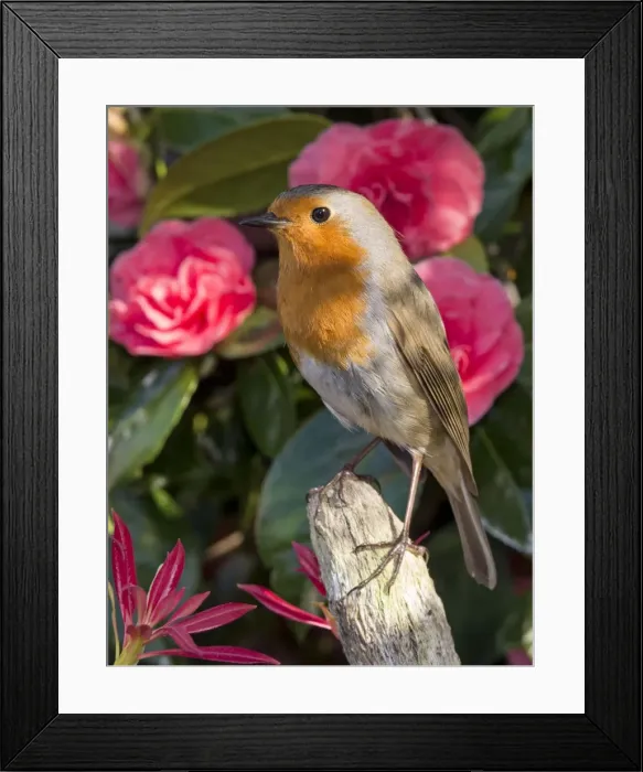 Framed Print : Picture No. 10900292