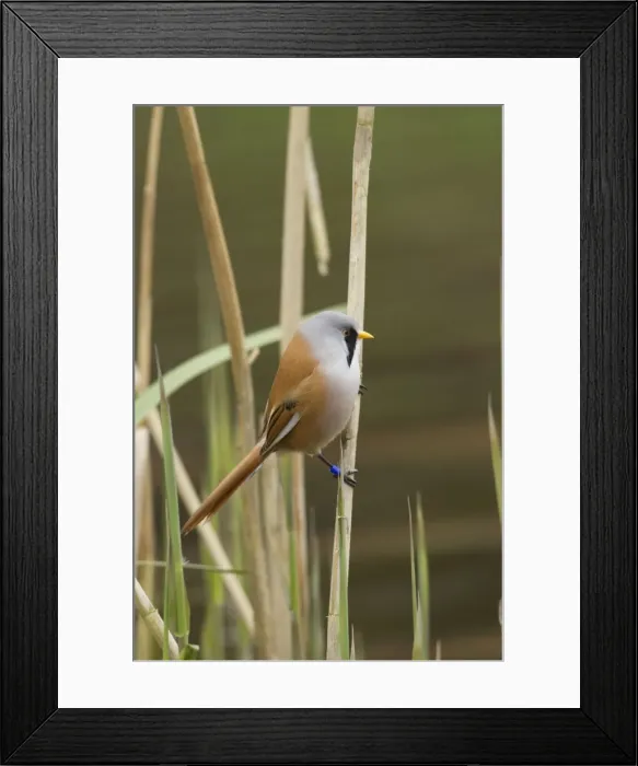 Framed Print : Picture No. 10900325 Framed Print : Picture No. 10900325