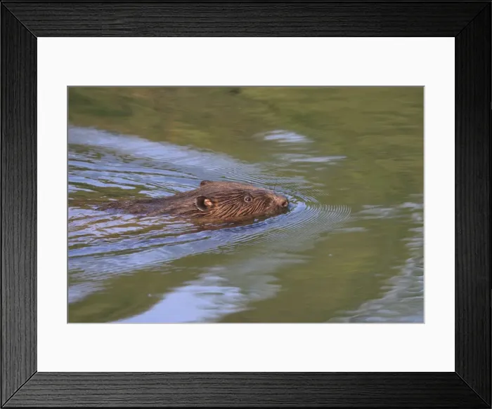 Framed Print : Picture No. 10900193 Framed Print : Picture No. 10900193