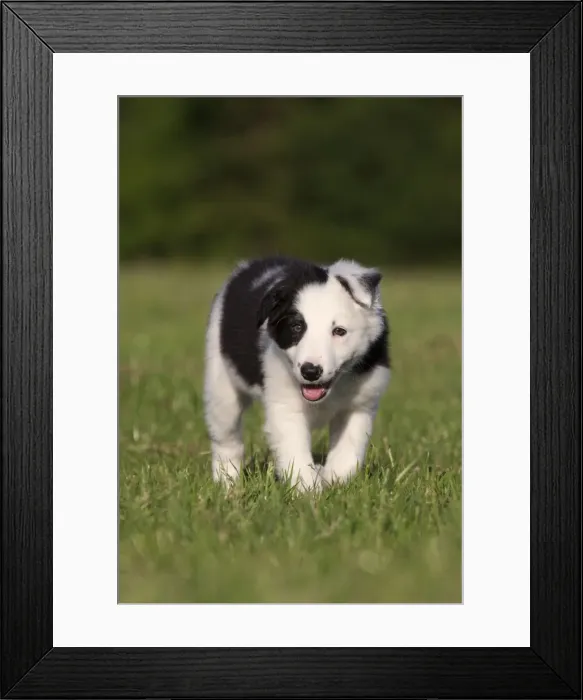Framed Print : Picture No. 10900327 Framed Print : Picture No. 10900327