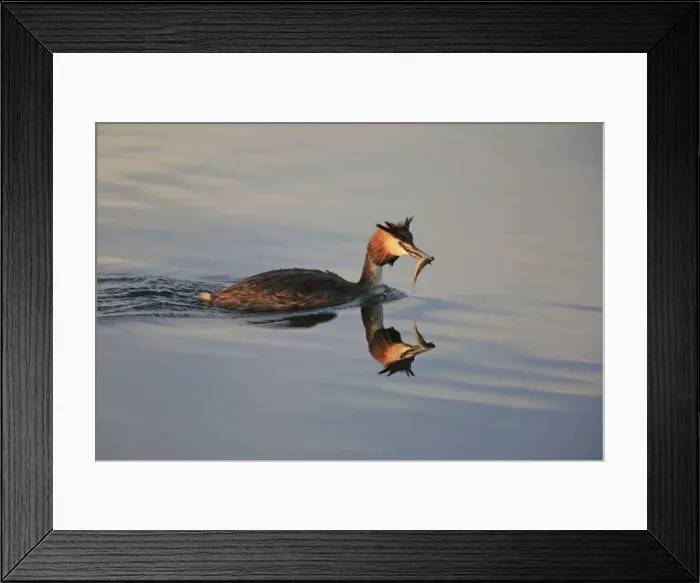 Framed Print : Picture No. 10900265 Framed Print : Picture No. 10900265