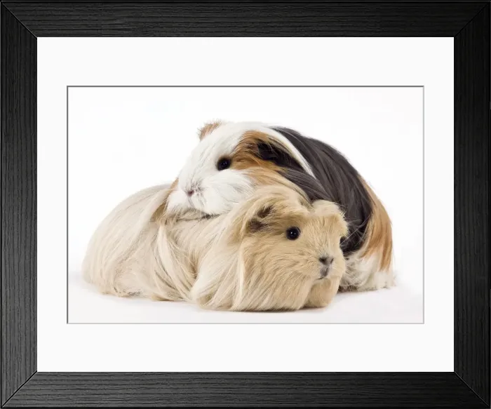 Framed Print : Picture No. 10900155