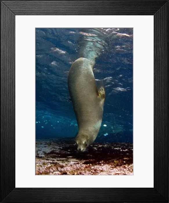 Framed Print : Picture No. 10900442 Framed Print : Picture No. 10900442