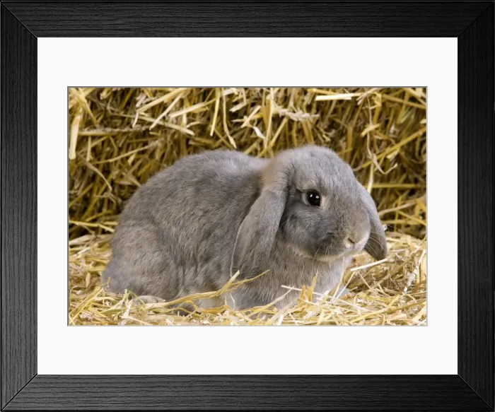 Framed Print : Picture No. 10900116 Framed Print : Picture No. 10900116