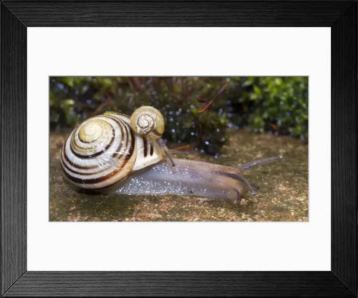 Framed Print : Picture No. 10900310 Framed Print : Picture No. 10900310