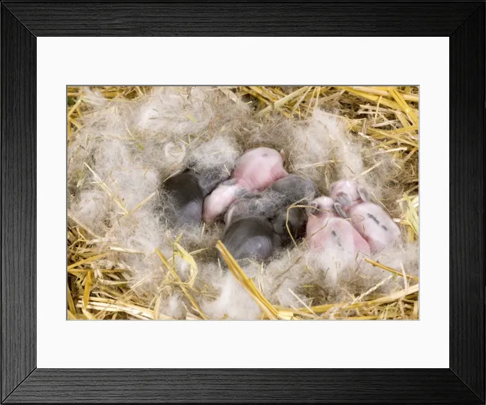 Framed Print : Picture No. 10900111 Framed Print : Picture No. 10900111
