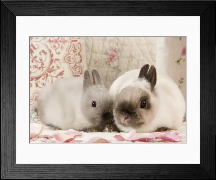 Framed Print : Picture No. 10900177 Framed Print : Picture No. 10900177
