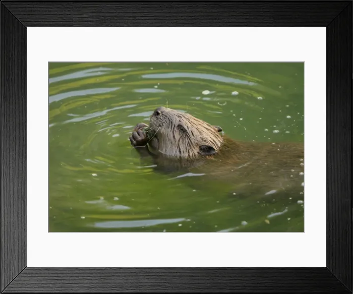 Framed Print : Picture No. 10900194 Framed Print : Picture No. 10900194