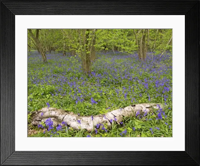 Framed Print : Picture No. 10900295