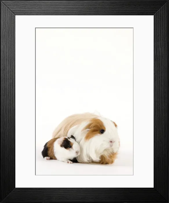 Framed Print : Picture No. 10900170 Framed Print : Picture No. 10900170