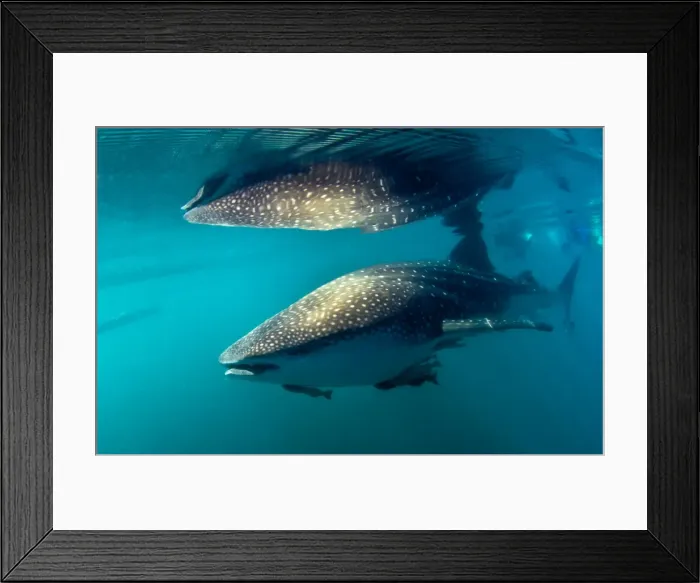 Framed Print : Picture No. 10900426 Framed Print : Picture No. 10900426