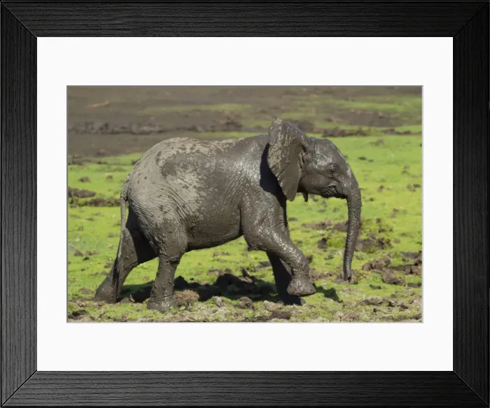 Framed Print : Picture No. 10900832 Framed Print : Picture No. 10900832