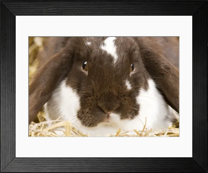 Framed Print : Picture No. 10900119 Framed Print : Picture No. 10900119