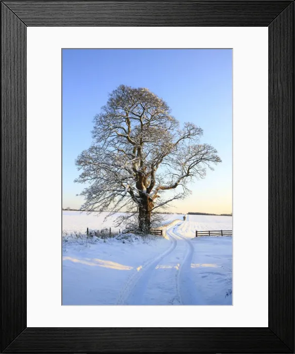 Framed Print : Picture No. 10900520 Framed Print : Picture No. 10900520