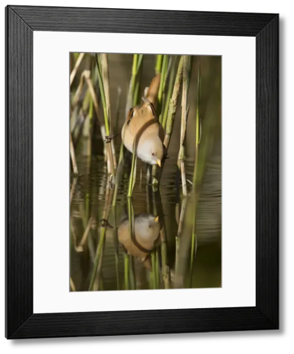 Framed Print : Picture No. 10900324 Framed Print : Picture No. 10900324