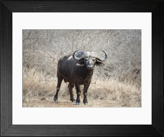 Framed Print : Picture No. 10900825 Framed Print : Picture No. 10900825