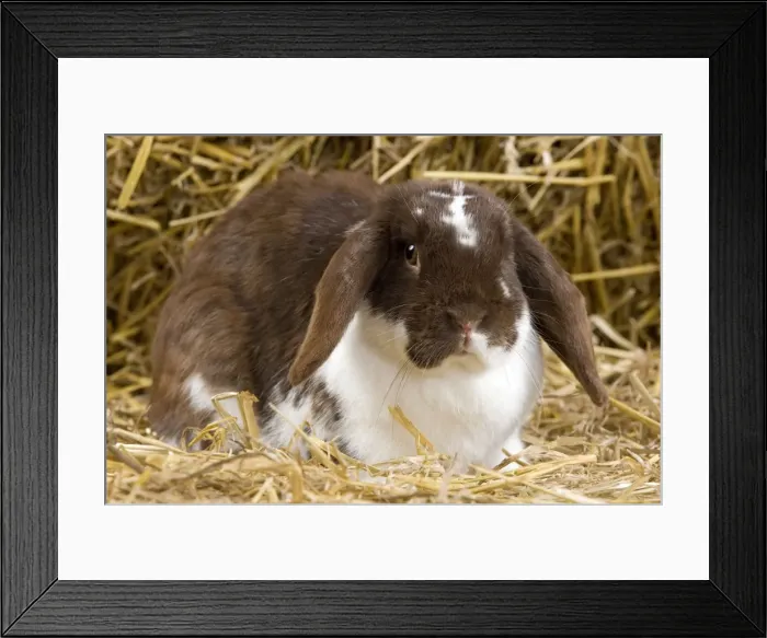 Framed Print : Picture No. 10900120 Framed Print : Picture No. 10900120
