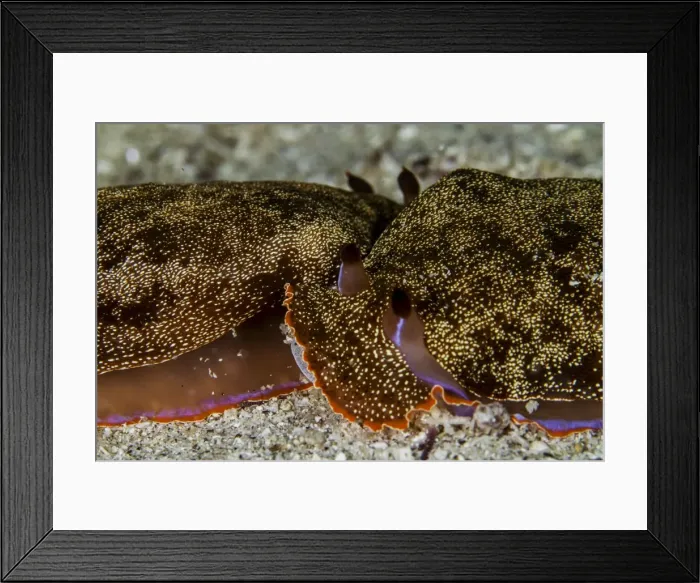 Framed Print : Picture No. 10900359 Framed Print : Picture No. 10900359