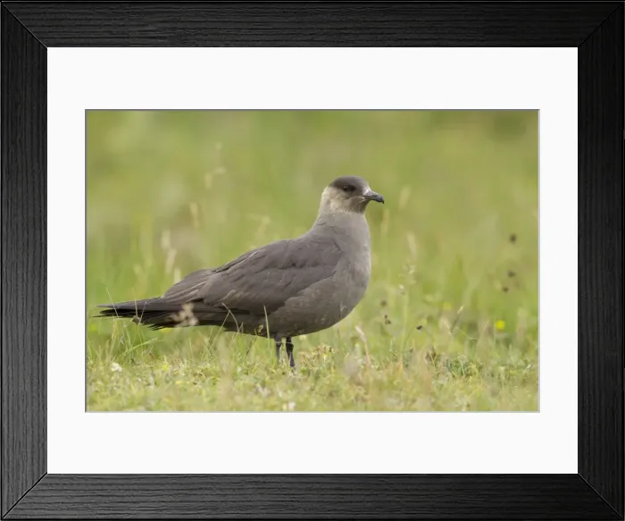 Framed Print : Picture No. 10900315 Framed Print : Picture No. 10900315