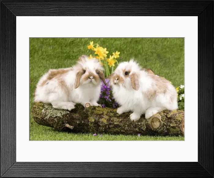 Framed Print : Picture No. 10900127 Framed Print : Picture No. 10900127