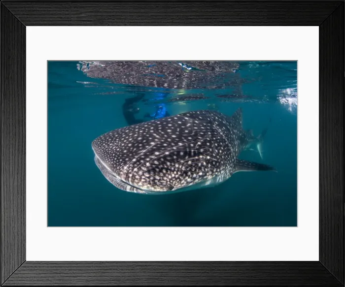 Framed Print : Picture No. 10900427 Framed Print : Picture No. 10900427
