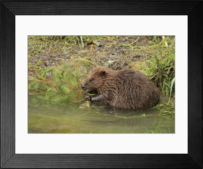 Framed Print : Picture No. 10900186 Framed Print : Picture No. 10900186