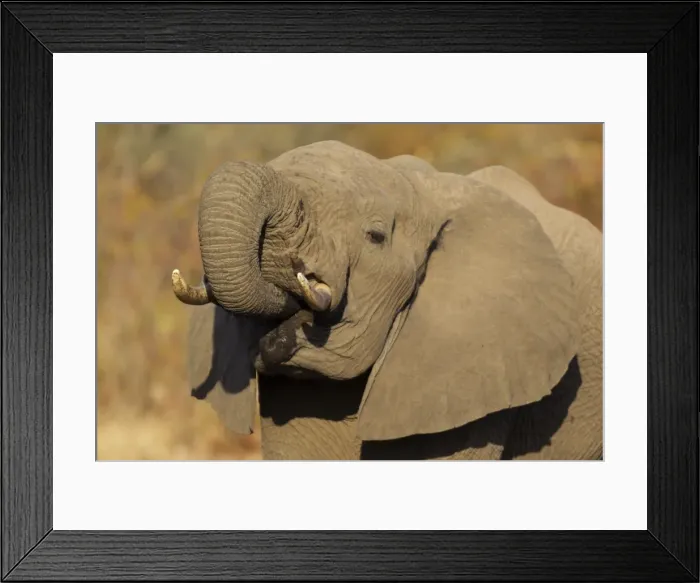 Framed Print : Picture No. 10900849 Framed Print : Picture No. 10900849