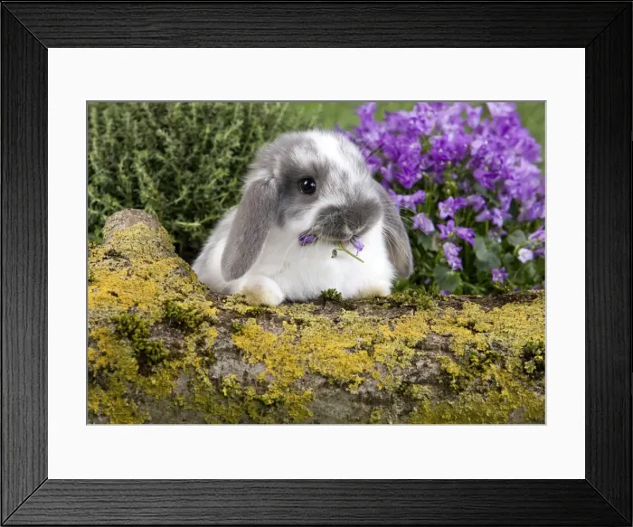 Framed Print : Picture No. 10900134