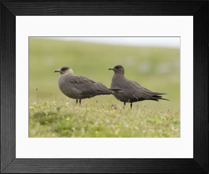 Framed Print : Picture No. 10900316 Framed Print : Picture No. 10900316