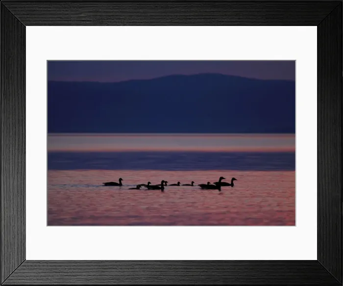 Framed Print : Picture No. 10900211 Framed Print : Picture No. 10900211