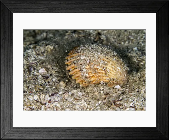 Framed Print : Picture No. 10900366 Framed Print : Picture No. 10900366