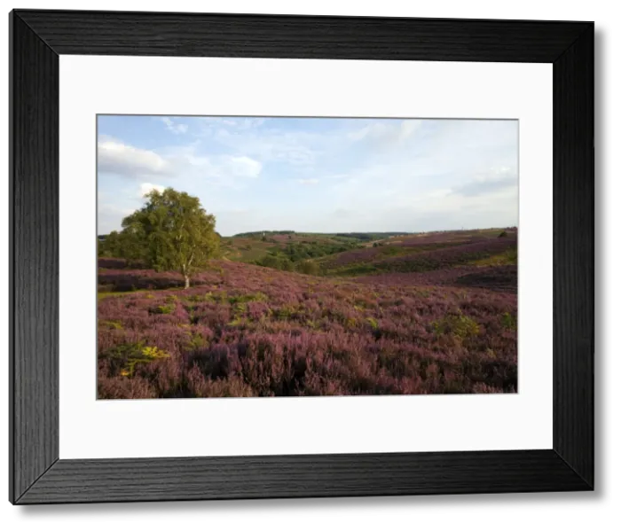 Framed Print : Picture No. 10900343 Framed Print : Picture No. 10900343