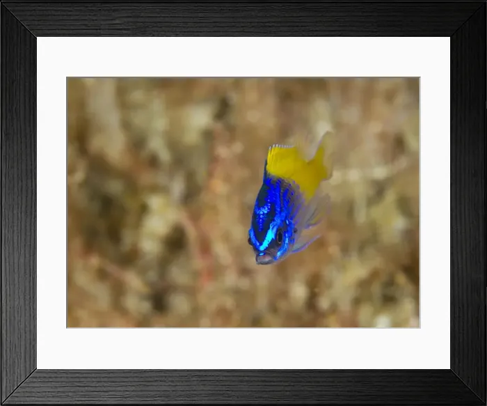 Framed Print : Picture No. 10900435 Framed Print : Picture No. 10900435