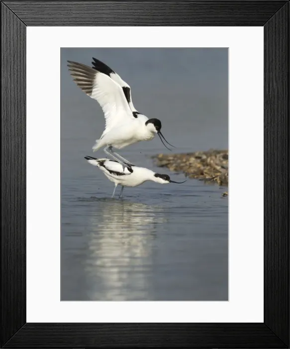 Framed Print : Picture No. 10900319 Framed Print : Picture No. 10900319
